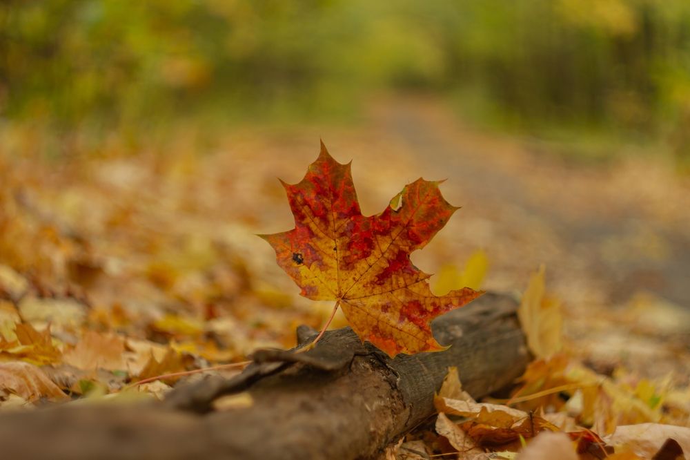 Photograph by Алексей