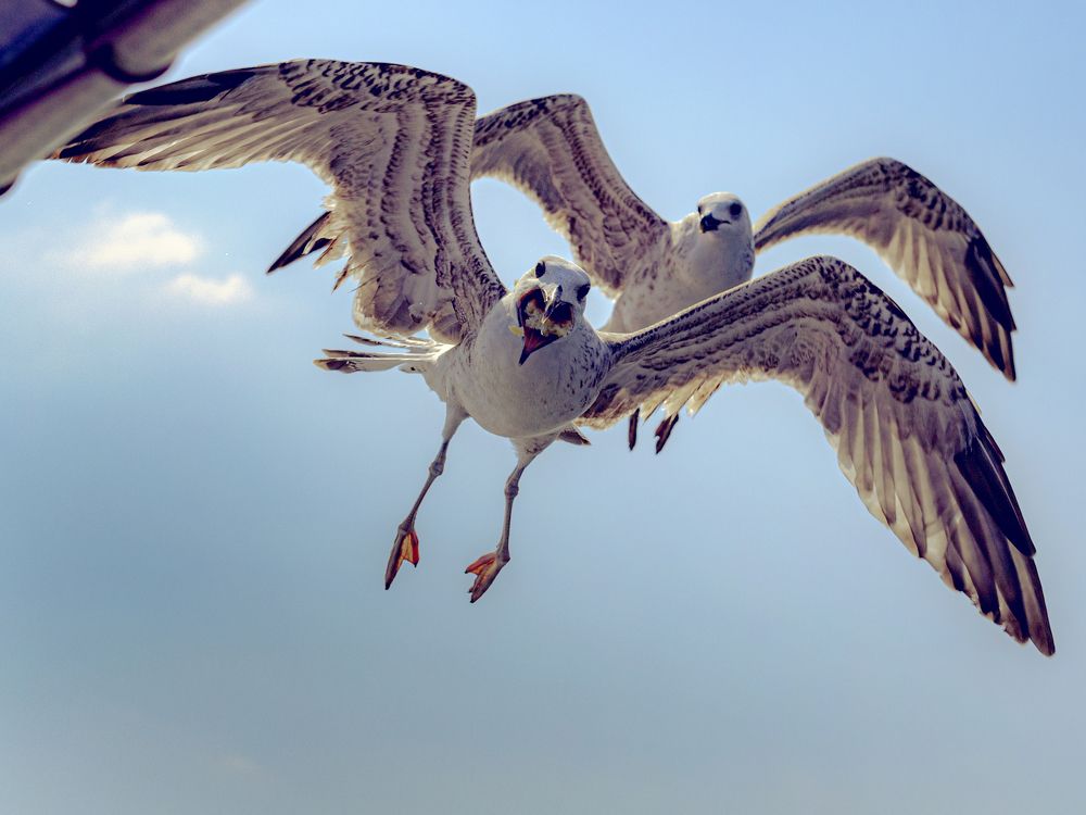 Photograph by Игорь Толкачев