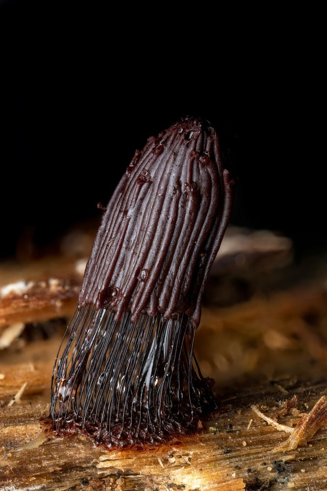 Photograph by Глеб Коровко