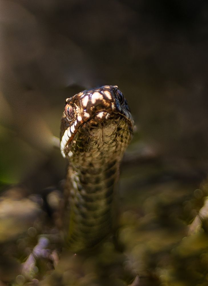 Photograph by Eva Frisnes