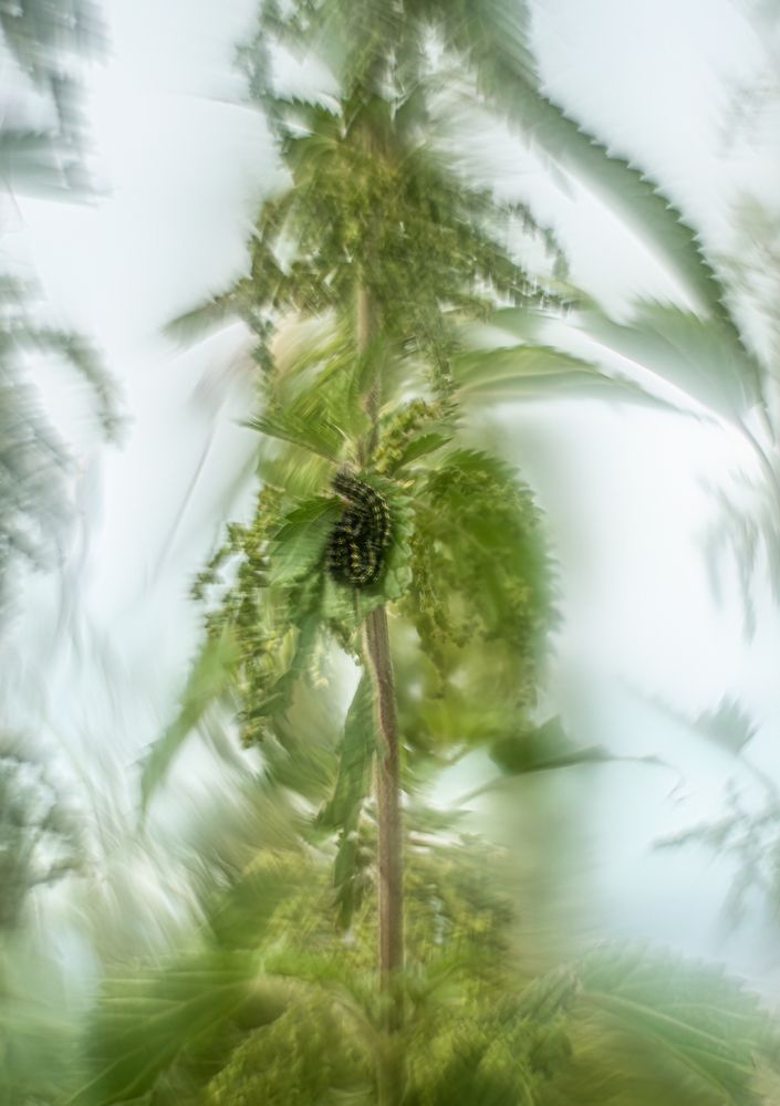 Photograph by Eva Frisnes