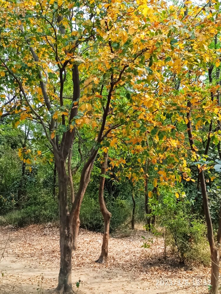 Gar Pachacoat