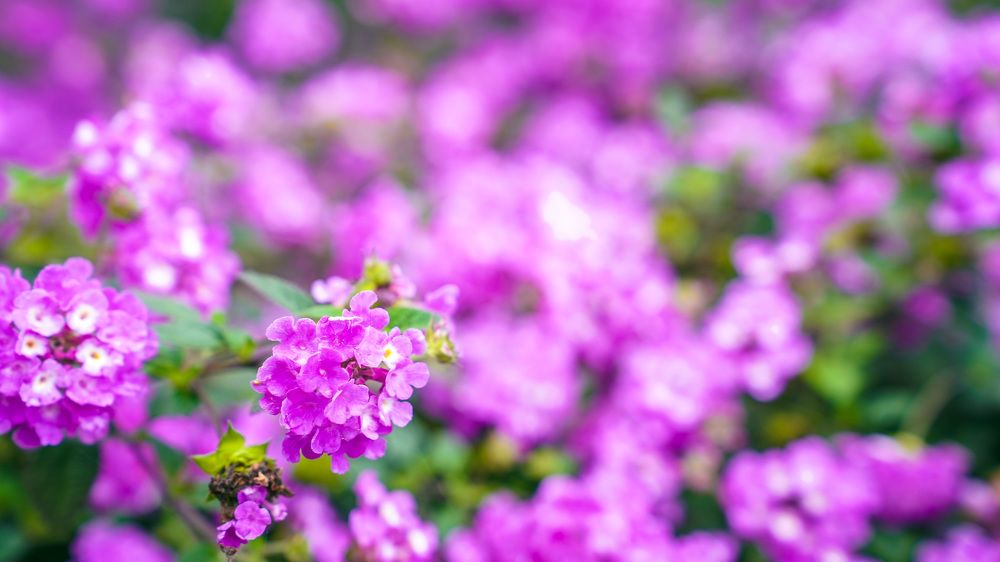 Фотография автора Lương Trần