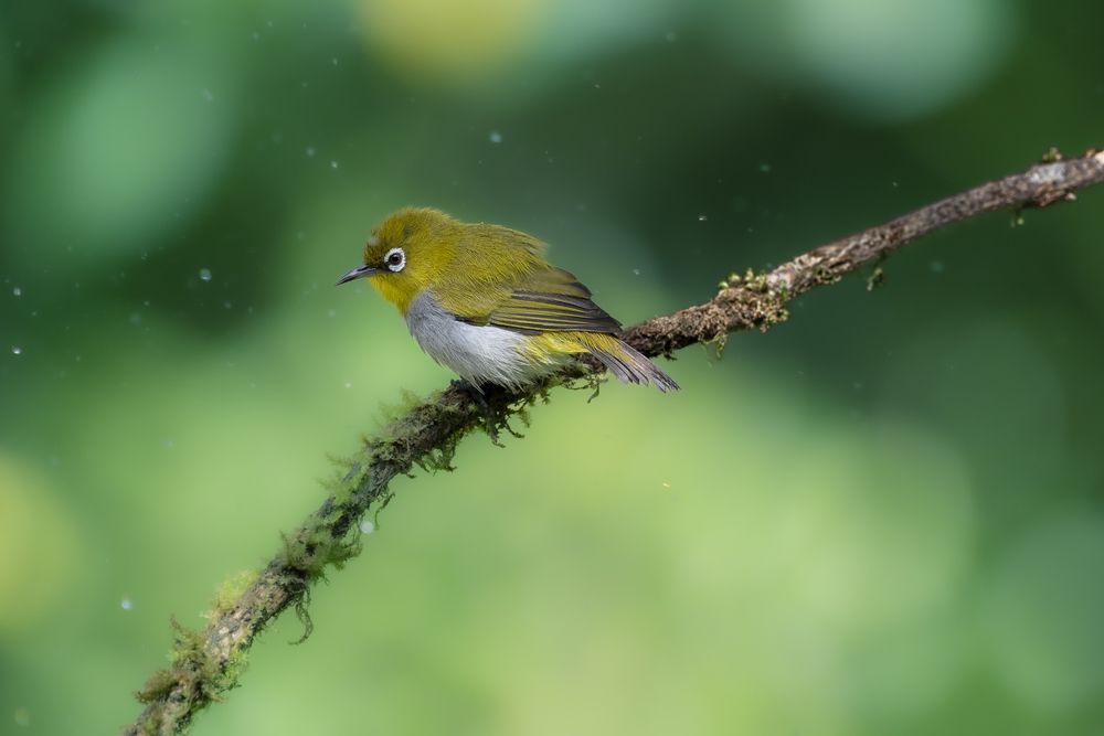 Photograph by Harsha Devalla