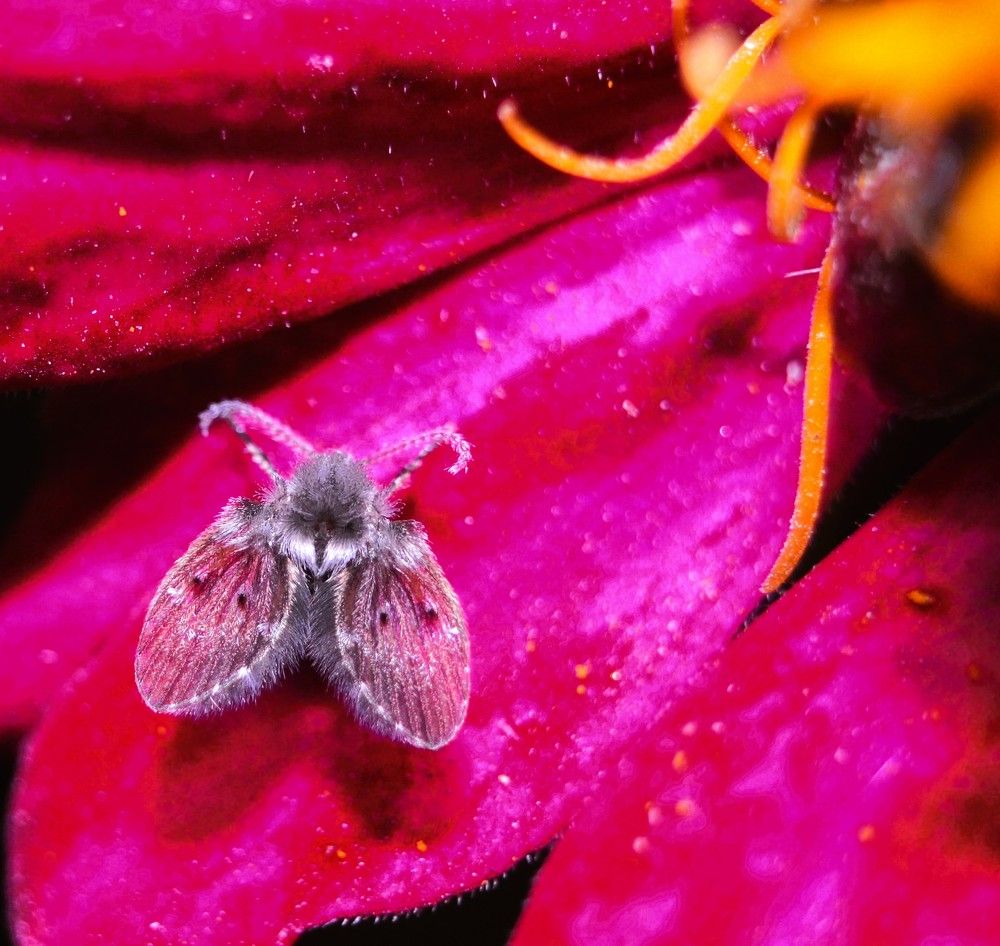 De brillos y transparencias