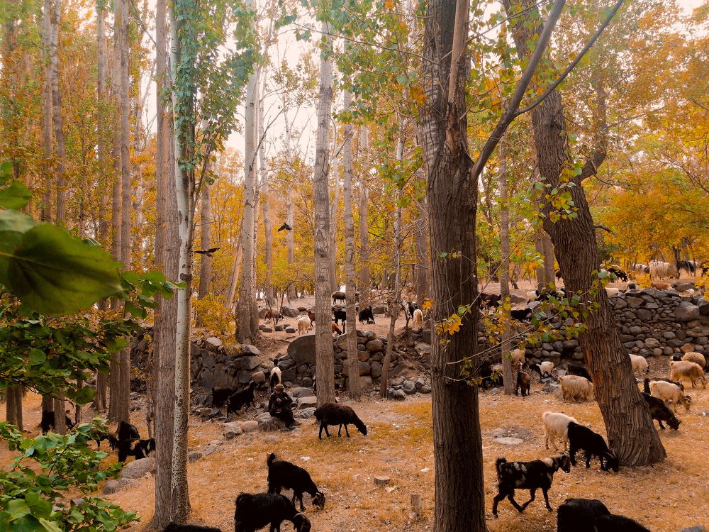 The Pursuit of Happyness