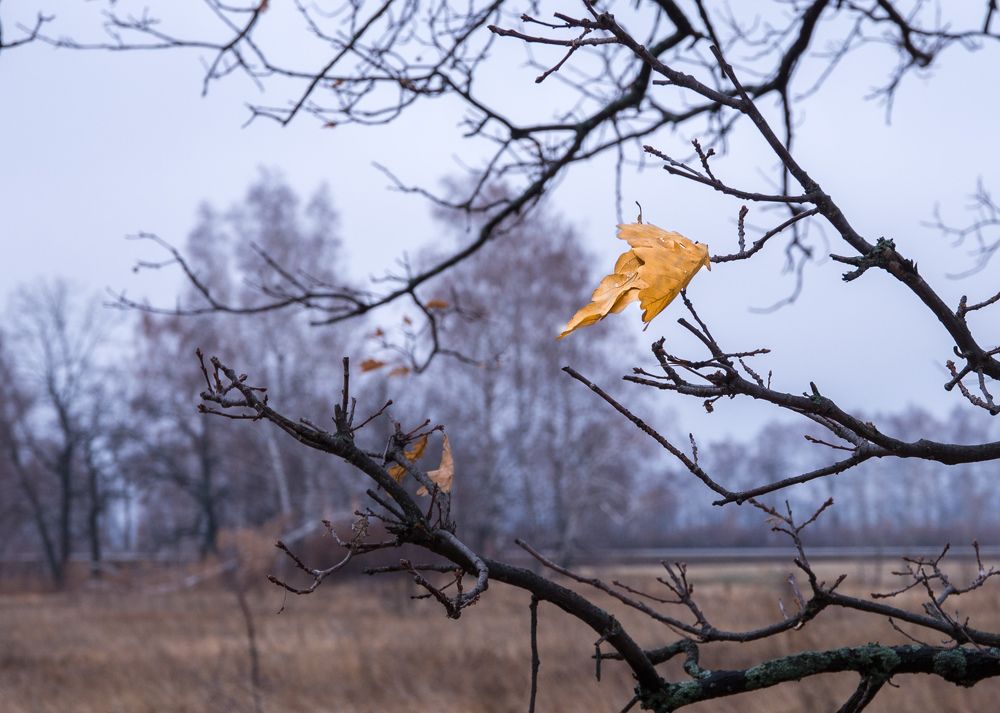 Последний лист.