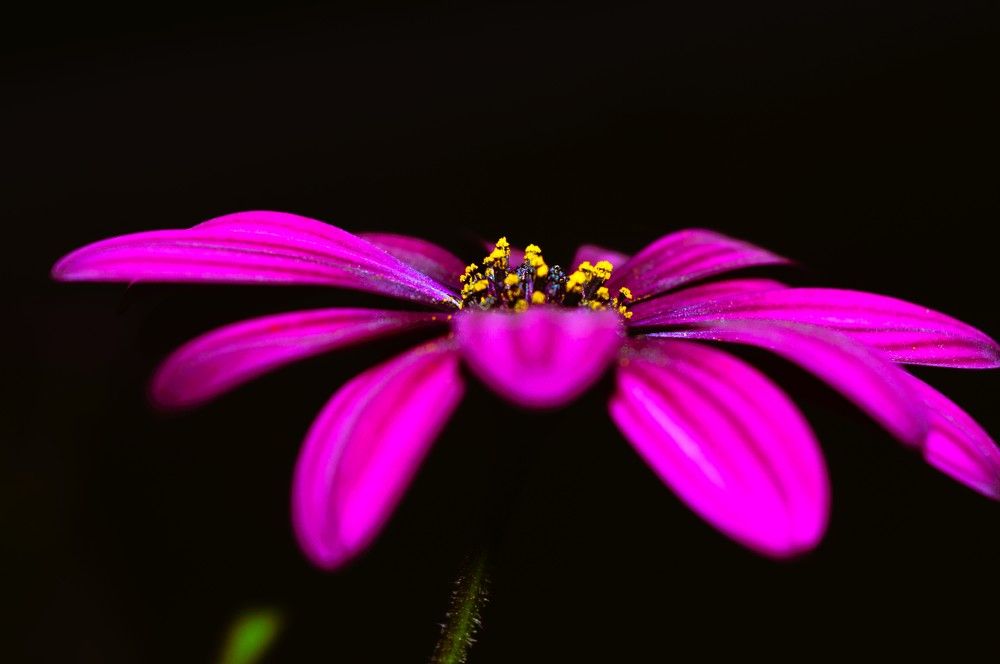 flores iluminadas en la oscuridad