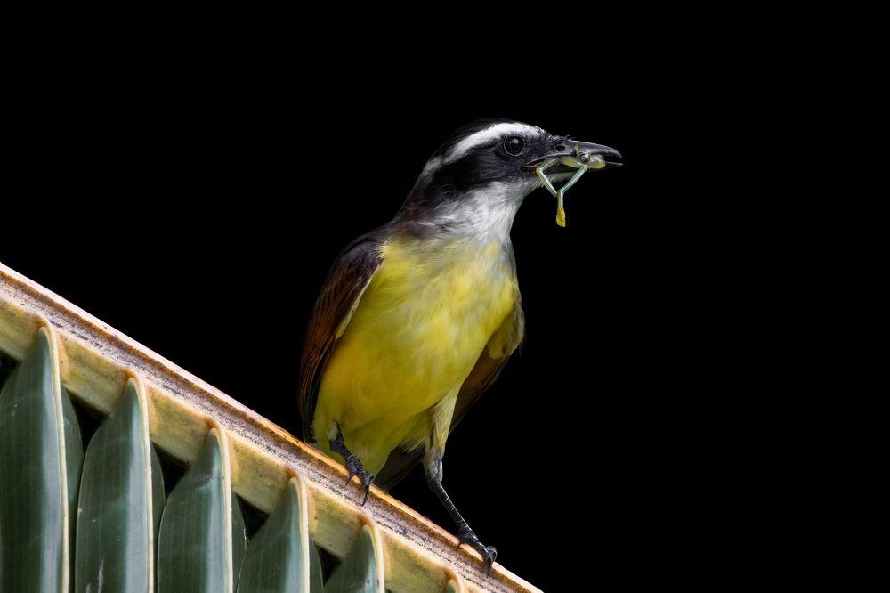 Photograph by Sandra de Bedout