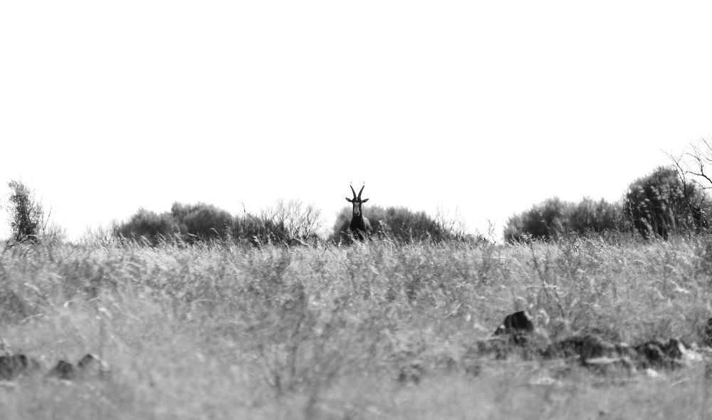 Photograph by Conrad Koorsten