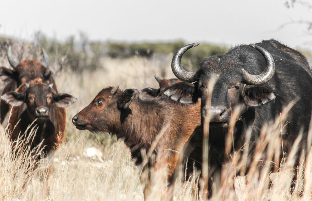 Photograph by Conrad Koorsten