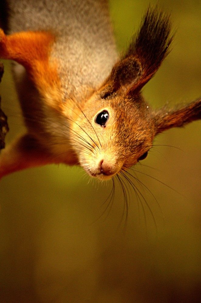 Photograph by Maks315519