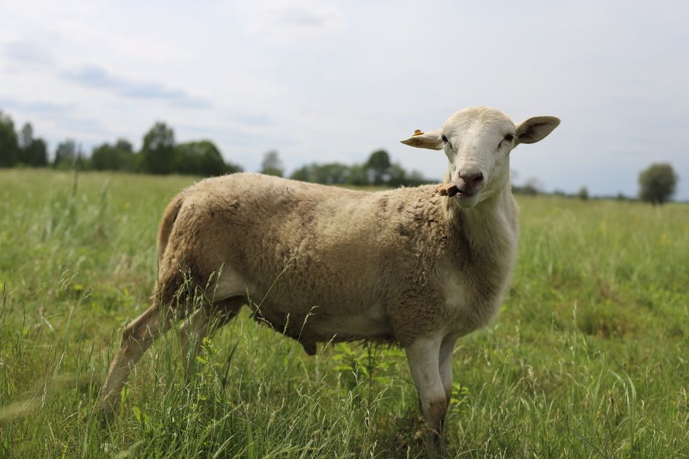 Photograph by Алина Ломилова