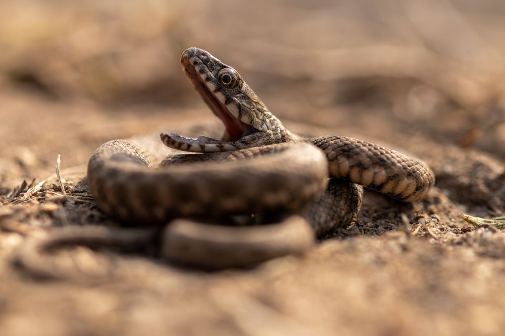 Photograph by George Alexandru Ghiuro