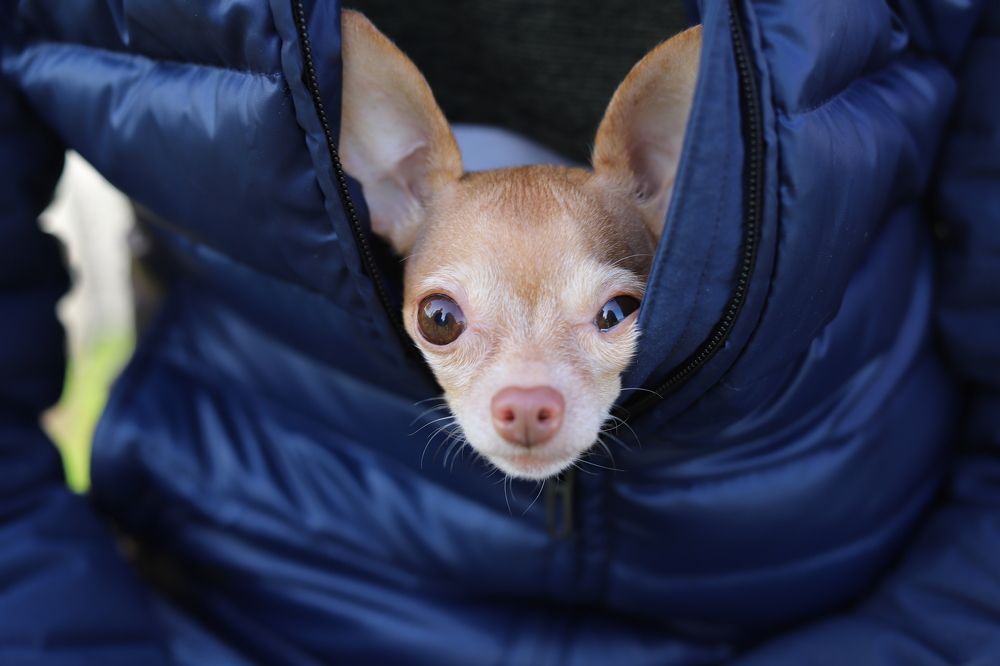 Photograph by Алина Ломилова