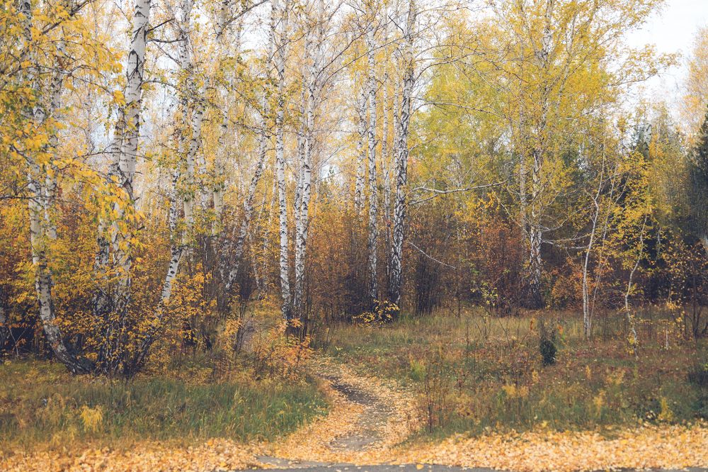 Омск, парк им. 30-летия ВЛКСМ