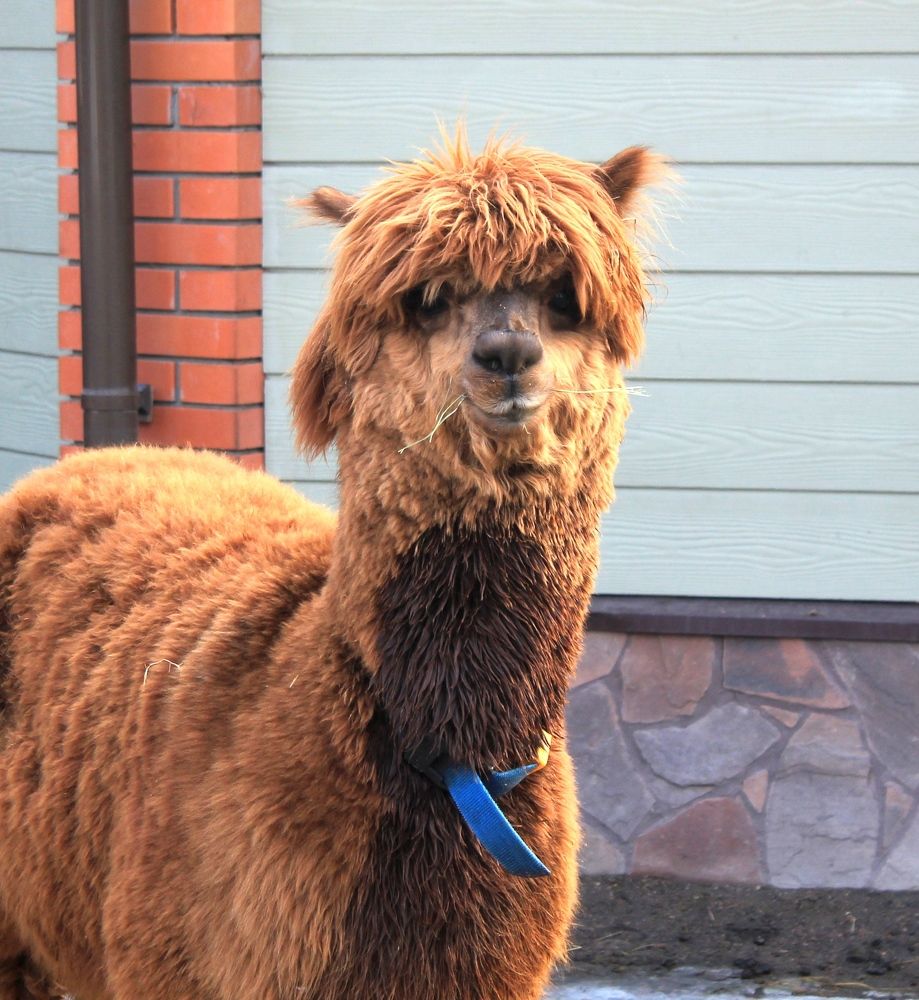 Photograph by Olga Bagaeva