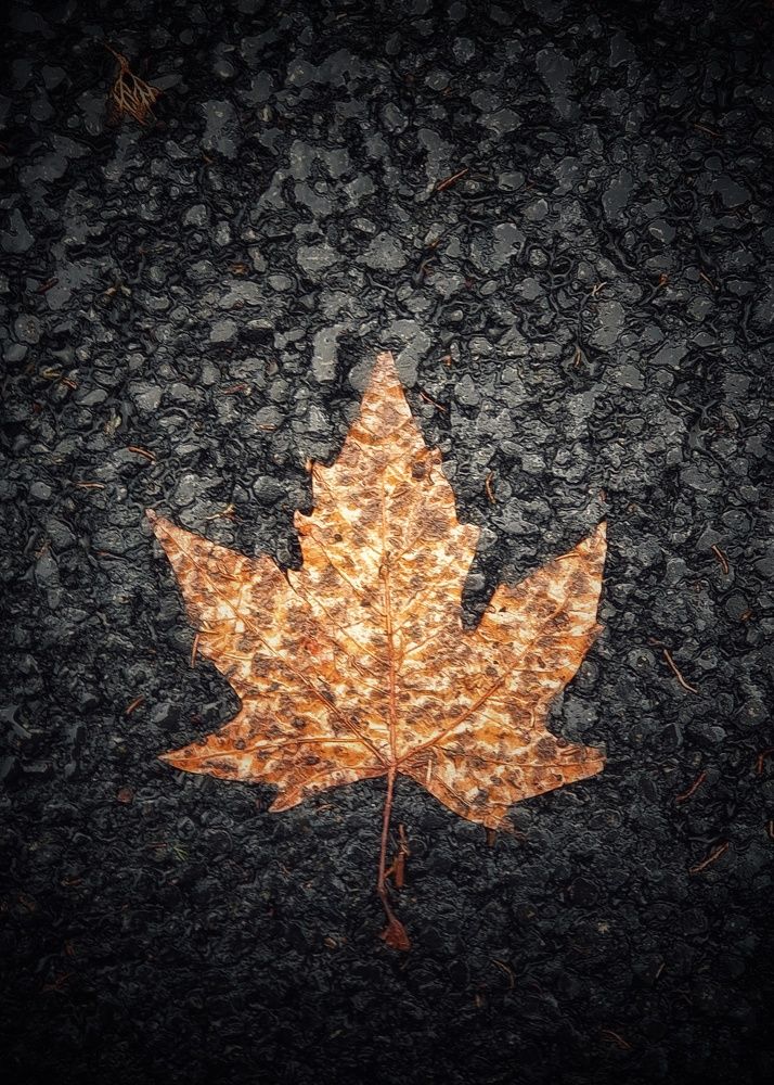 Кленовый лист на асфальте