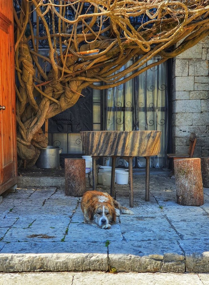 Сторож на отдыхе