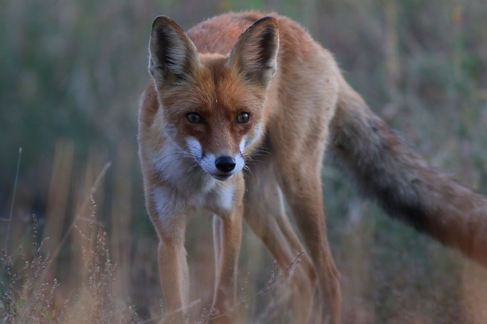 Photograph by Владимир Шебаршенко