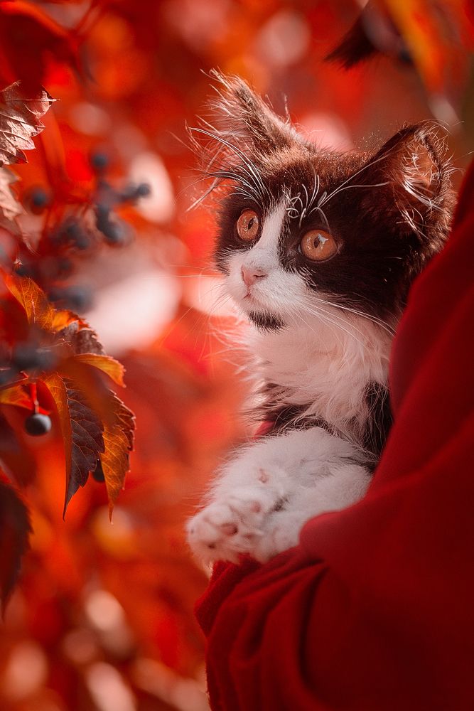 Фотография автора Мария Новгородская