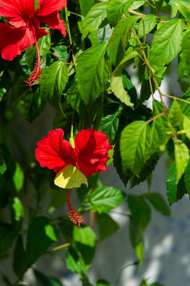 Photograph by Luis Alfredo Morales Torres