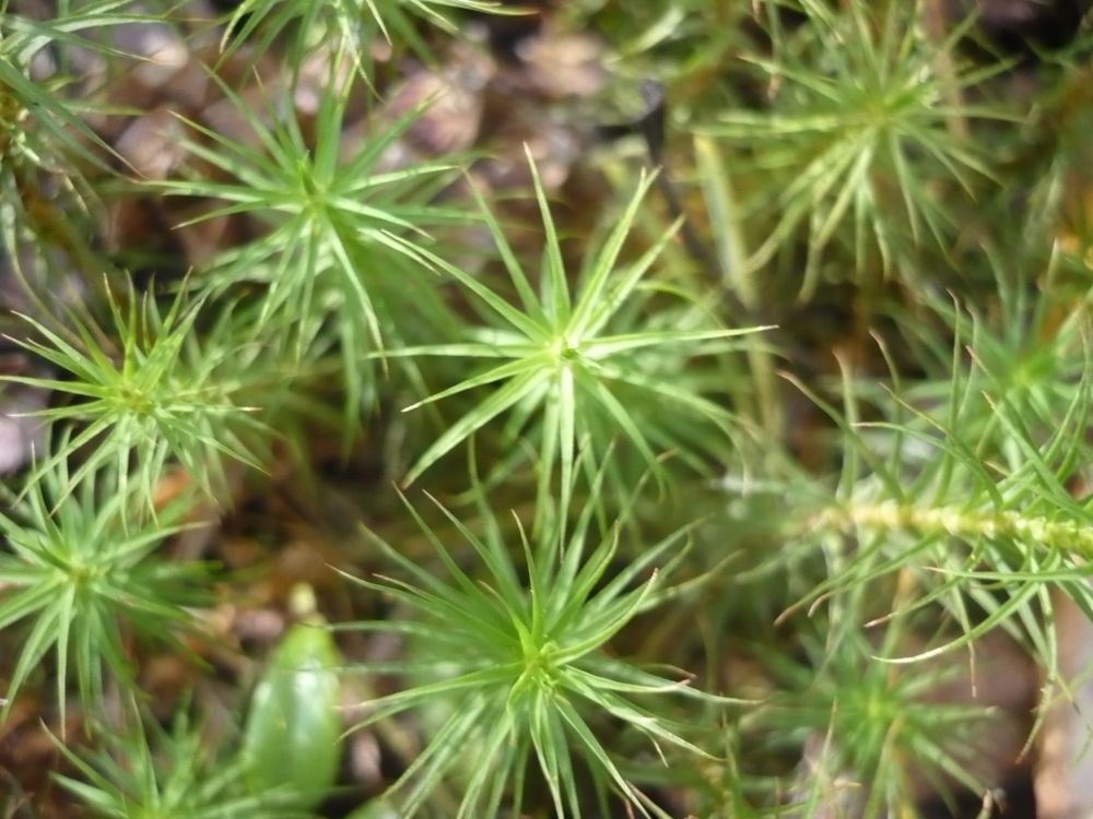 Photograph by Елена Смирнова