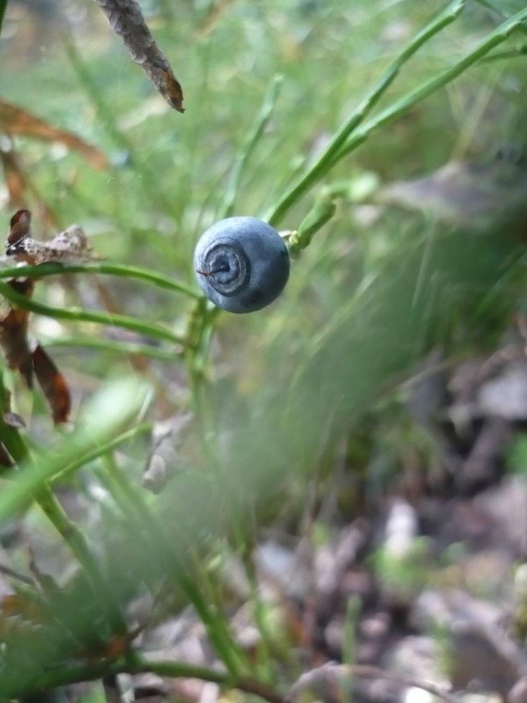 Photograph by Елена Смирнова