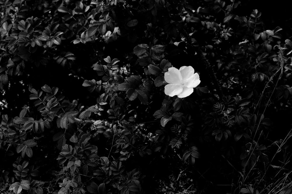 Photograph by Елена Осокина