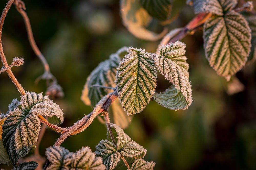 Photograph by Елена Баженова