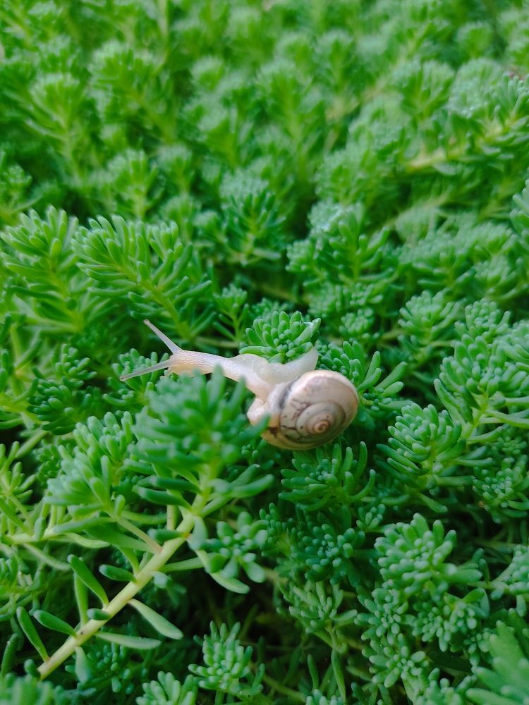 Медленная красота