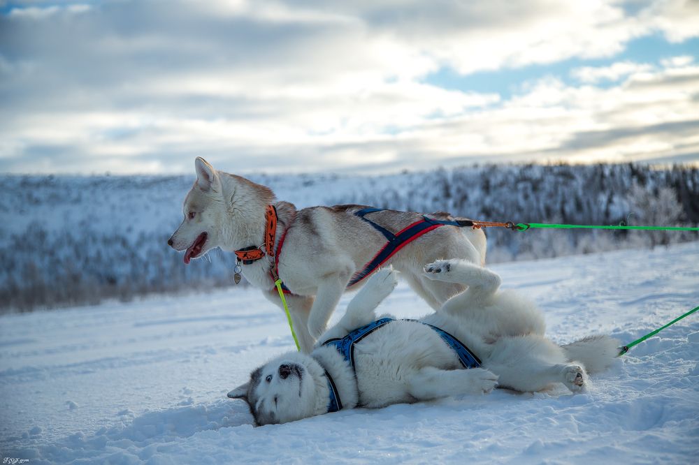 Photograph by владимир