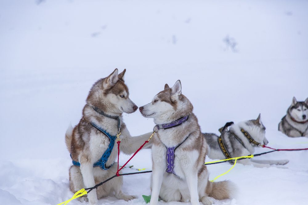 Photograph by владимир