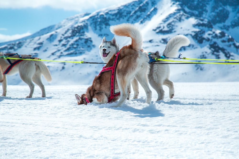 Photograph by владимир