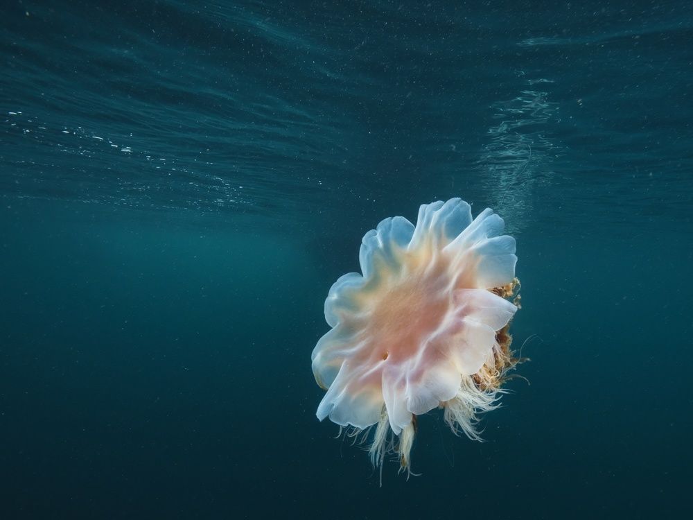 Photograph by Shuo-Wei Chang