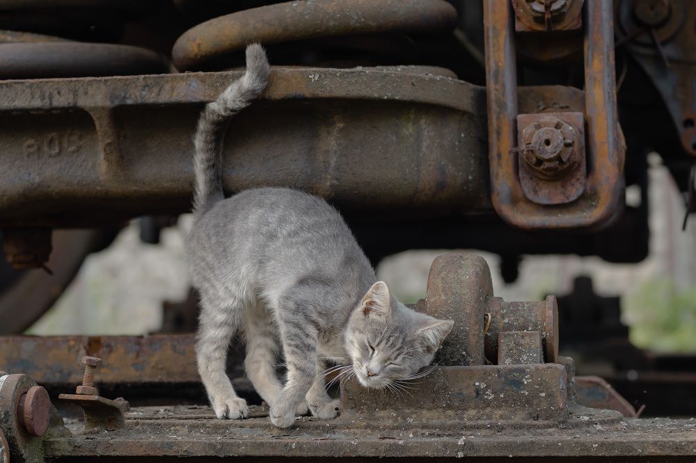 Photograph by Cornei Veaceslav