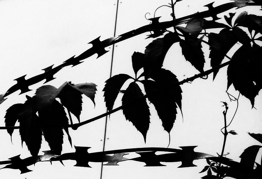 Photograph by Алексей Худяков