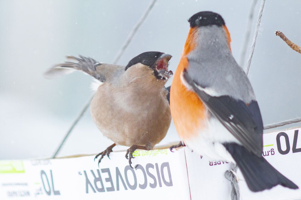 Photograph by Алексей Борисов