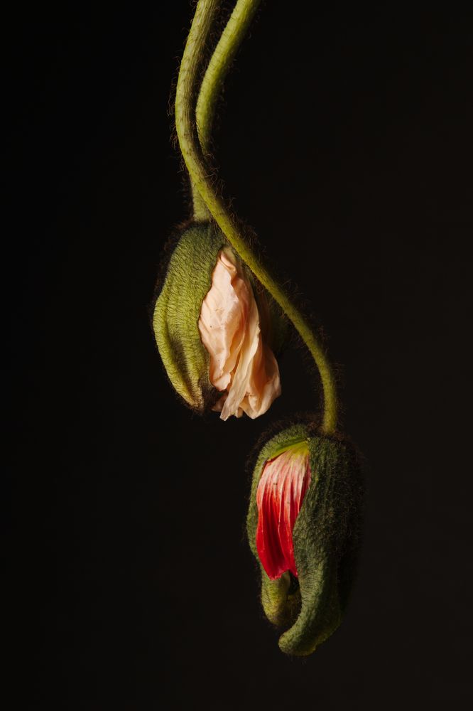 Photograph by Марина Красовская