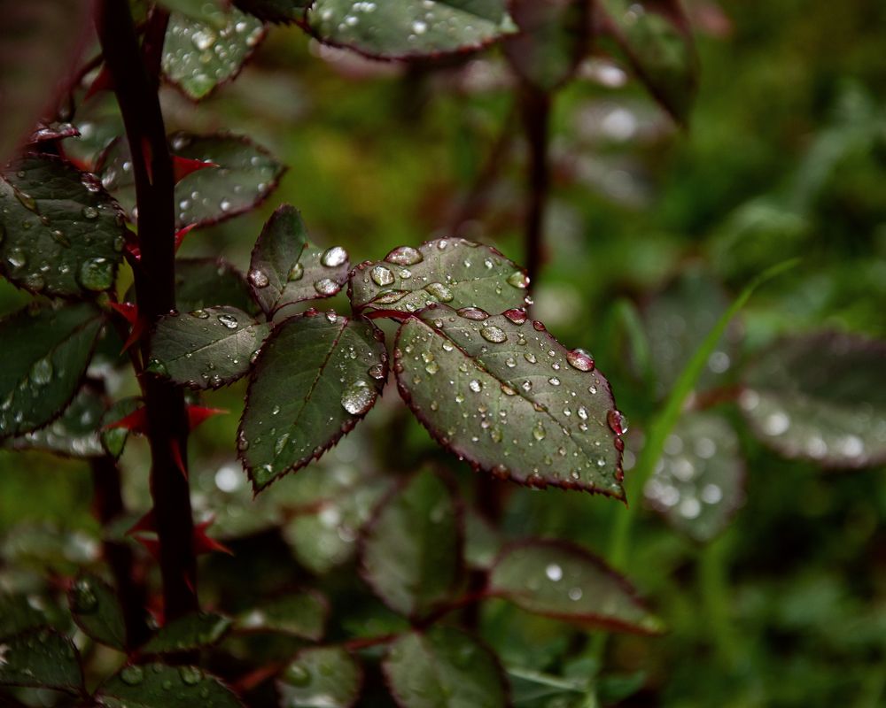 Photograph by Ирина Заворуева