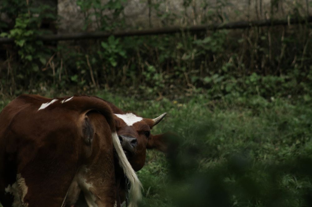 Photograph by Анастасия Псарёва