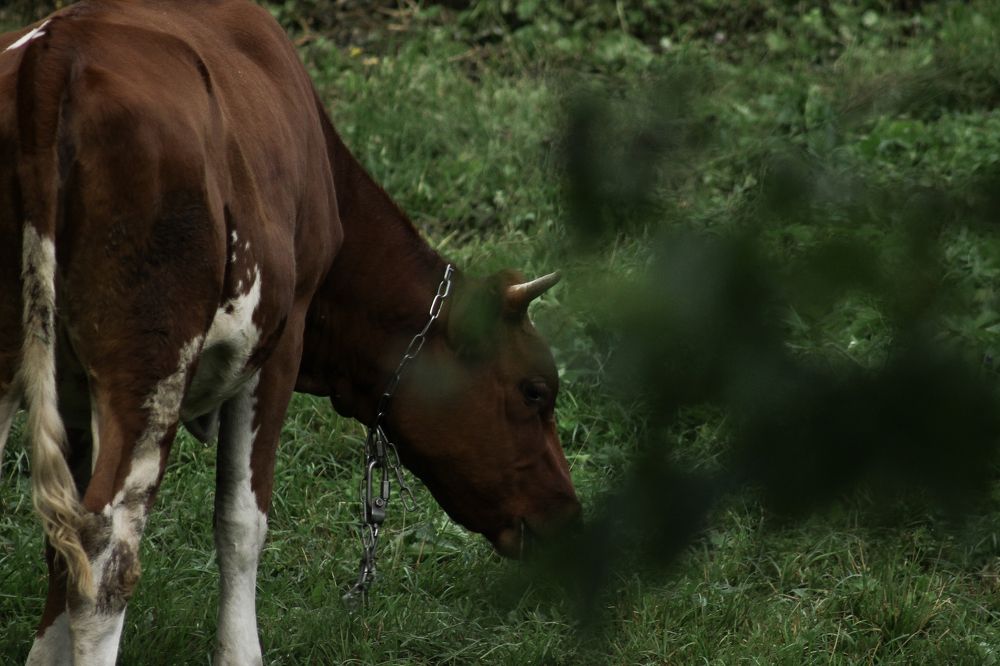 Photograph by Анастасия Псарёва