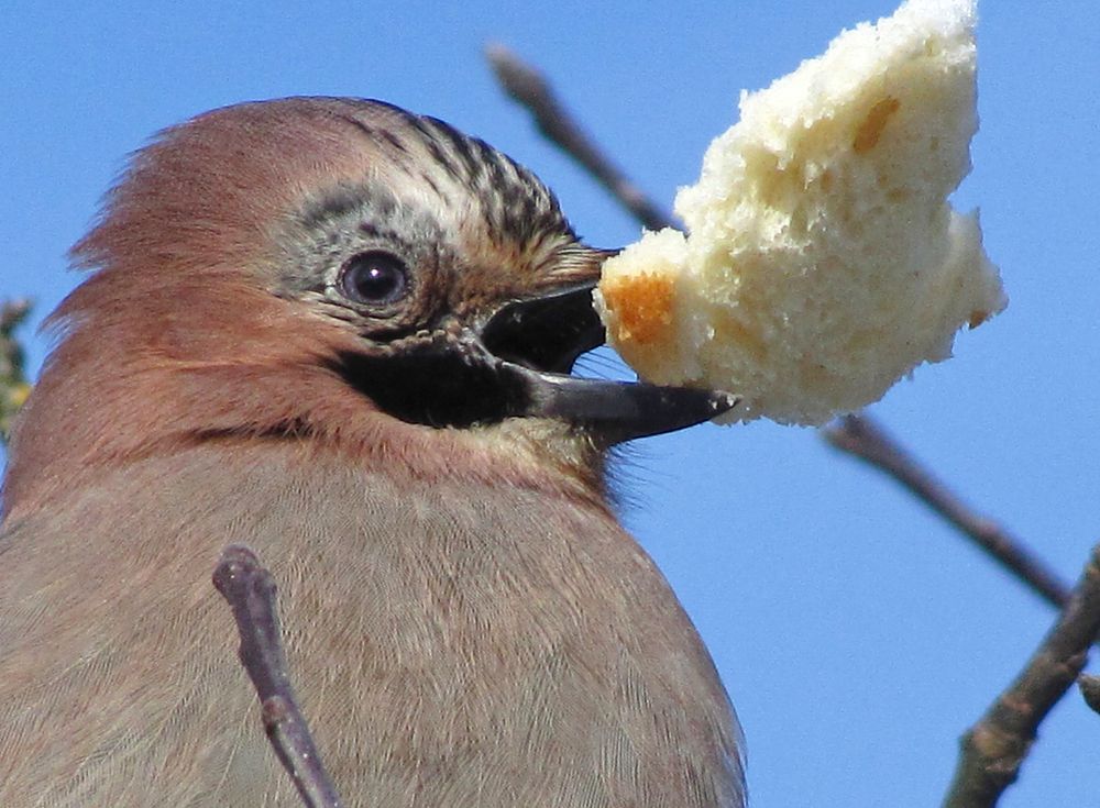 Сойкина удача