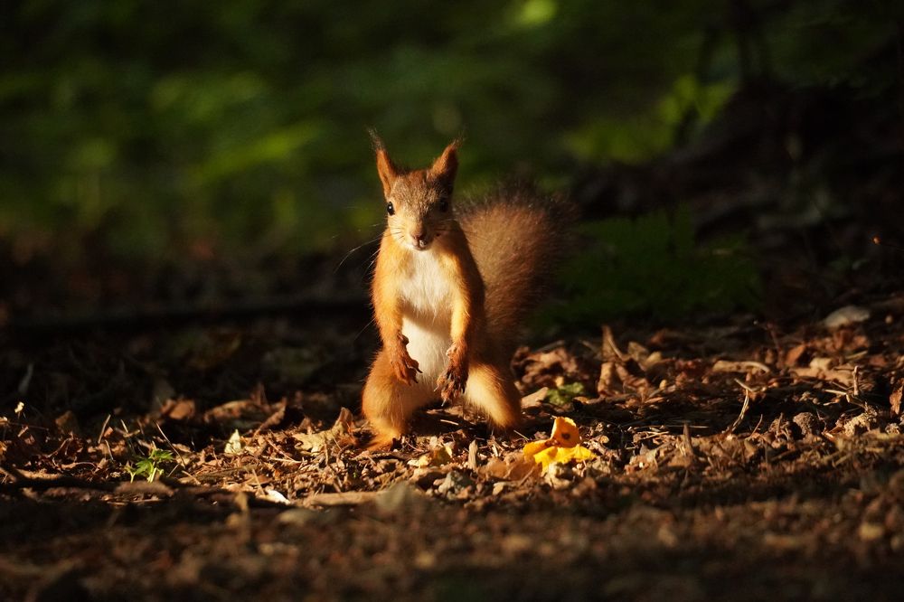 Photograph by Алфия Бугакова