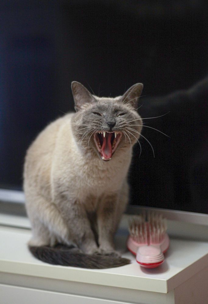 Зубы и зубья