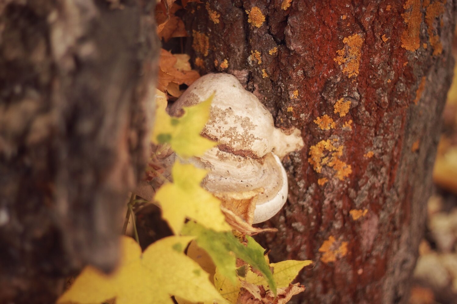 Photo #9665336