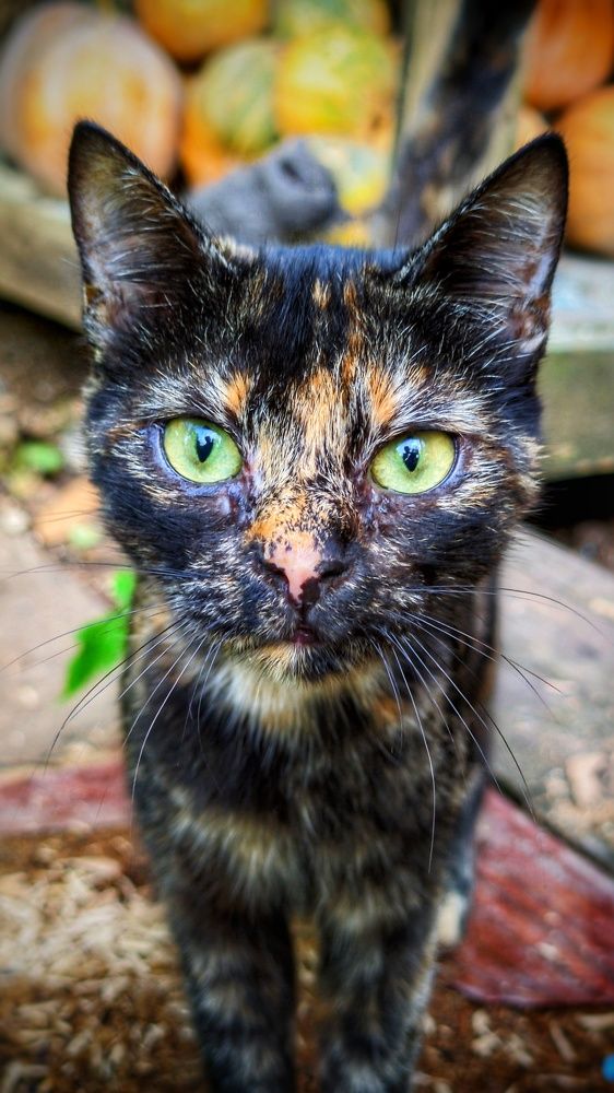 Photograph by Дмитрий Леонтенко