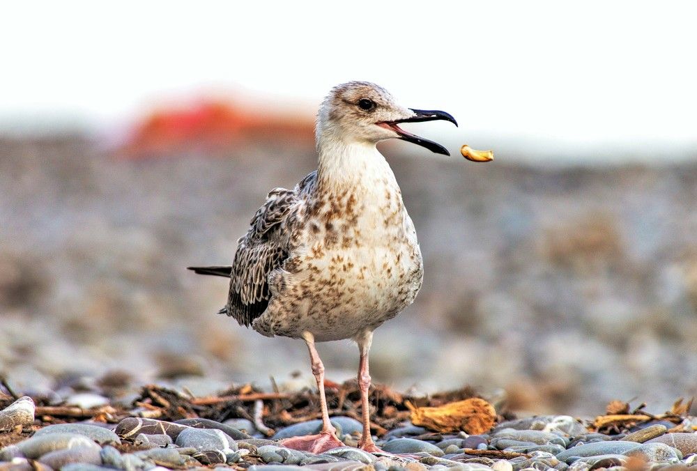 Photograph by Алексей Сиваков