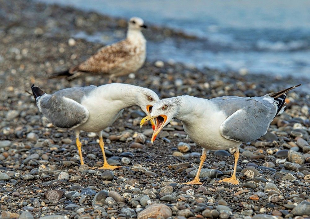 Photograph by Алексей Сиваков