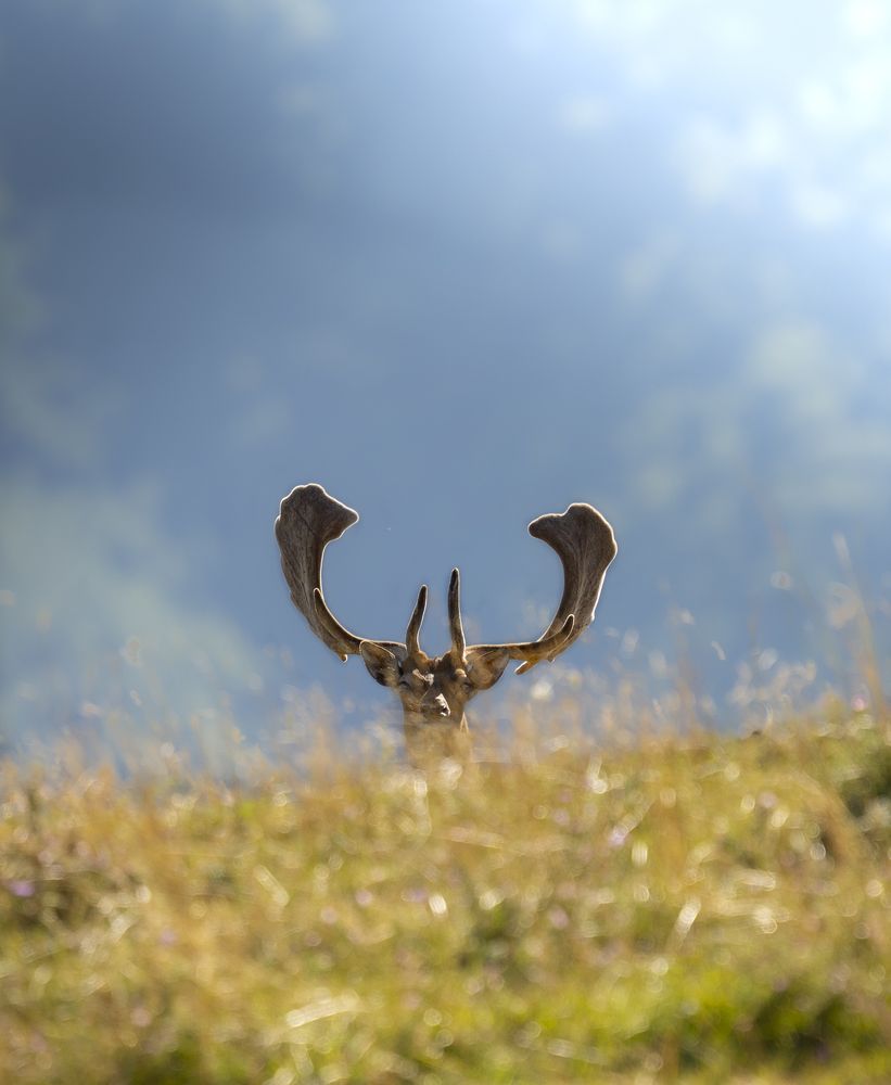 Photograph by Murru Matteo